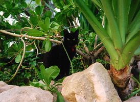 black cat