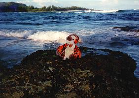 tigger and the waves