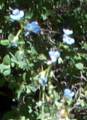 forget-me-not