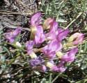 milkvetch