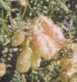 milkvetch pod