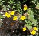 monkey flower