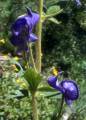 monkshood