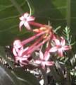 pink gilia