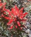 indian paintbrush