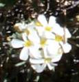 phlox