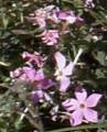 phlox