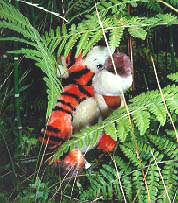 wild tigger