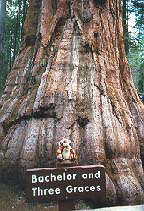 tigger and sequoia