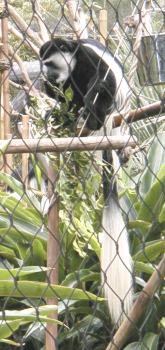 colobus.jpg