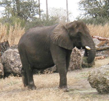 elephant.jpg