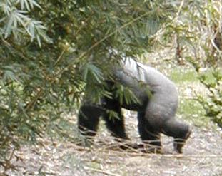 gorilla.jpg