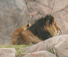 lions.jpg