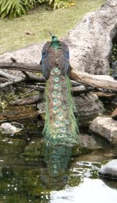 peacock.jpg