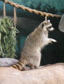 raccoon2.jpg