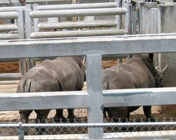 rhinos.jpg