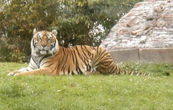 tiger.jpg