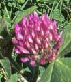 clover