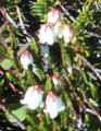 heather