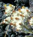 unknown white flower