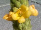 unknown yellow flower