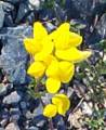 lupine