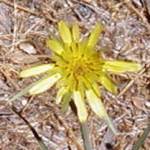 agoseris