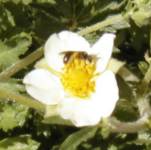 anemone