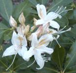 Wild azalea blue flower