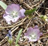dudley's clarkia