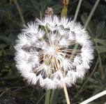 dandelion