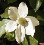 dogwood