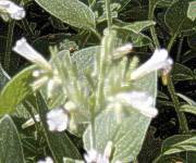 draperia
