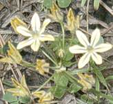gold brodiaea