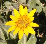 heartleaf_arnica