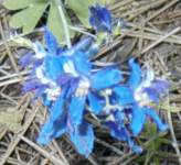 larkspur
