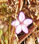 phlox