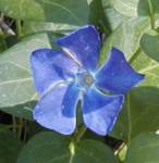 unknown flower