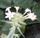 white flower