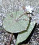 miner's lettuce