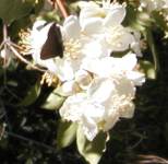 mock_orange