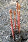 pinedrops