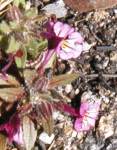 monkeyflower
