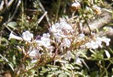 skullcap