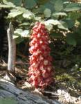 snow_plant