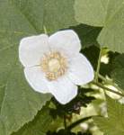 thimbleberry