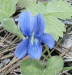 violet