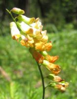 fiddleneck