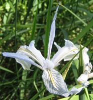 Wild iris