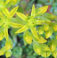stonecrop